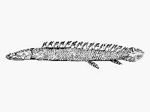 VIII. Osteognathostomata Actinopterygii - Cladistia CLADISTIA - BICHIŘI (syn.