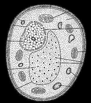 Spóry diploidních kmenů jsou po 1 4 v asku, jsou kulovité s hladkou stěnou. Kmeny jsou homothalické i heterothalické. S.