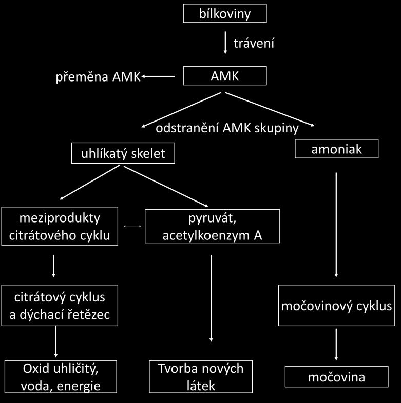 Waalsovy síly kvartérní: jinak uspořádaná terciární struktura, může být i