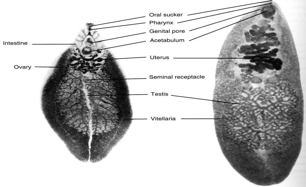 Motolice -