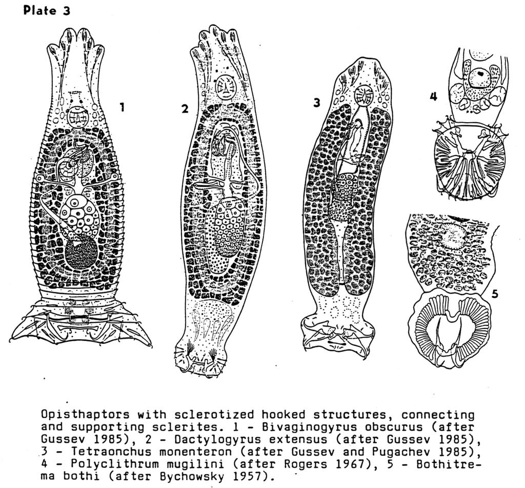 Opisthaptor se