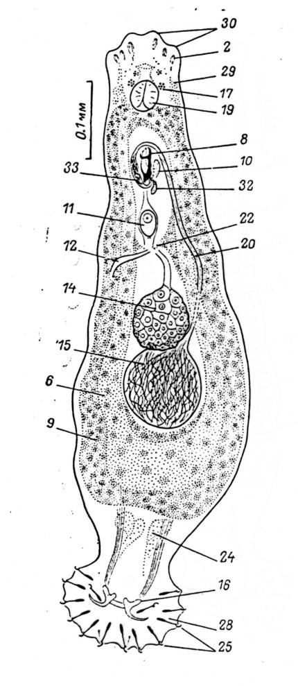 monogeneí