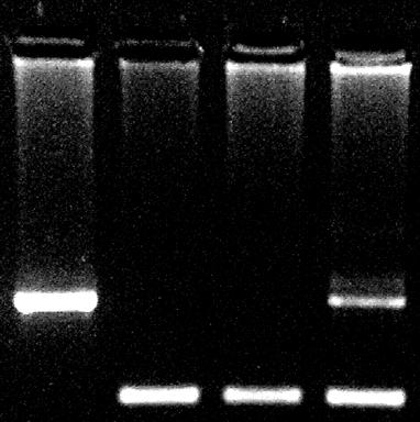 Rozdělení fragmentů DNA podle velikosti