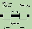 PCR-RFLP cpdna