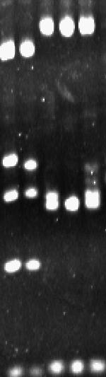 endonukleáza PCR