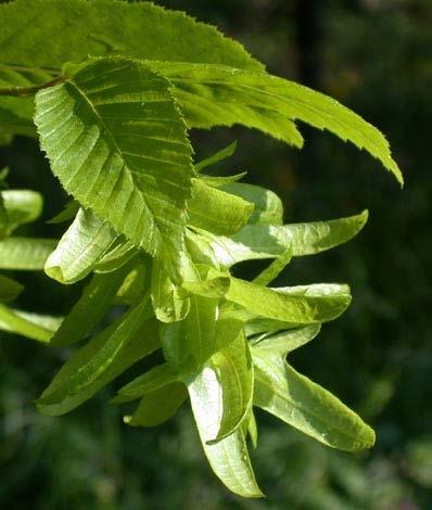 Carpinus betulus