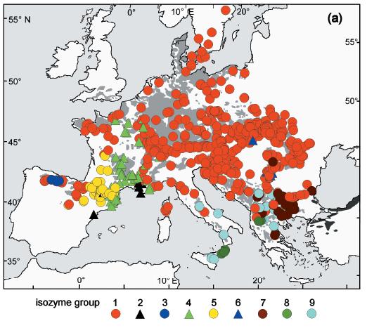 Fagus sylvatica analýza