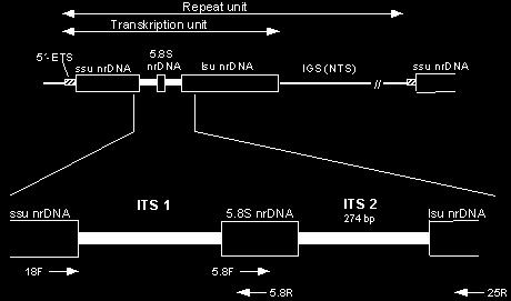 RFLP v systematice RFLP + hybridizace PCR-RFLP cpdna rdna