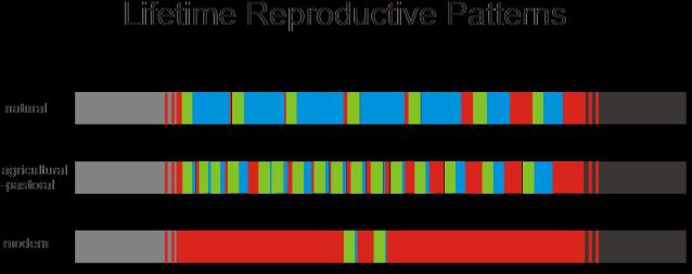 a Natural-Fertility population Metodika: - menstruační chaty - hormony z moči Dogoni Etnologie menstruačního cyklu Celoživotní reprodukční