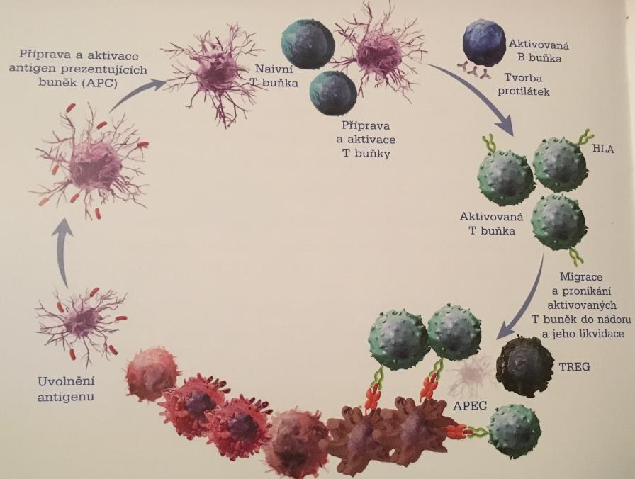 SPECIFICKÁ PROTINÁDOROVÁ IMUNITA Anti-CTLA4