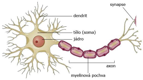 Obrázek 2.1: Skutečný neuron (zdroj: http://www.utexas.edu/courses/bio365r/ Images/neuron.