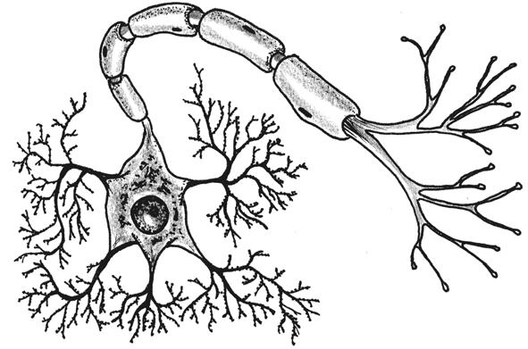 zralé neurony ztratily schopnost se množit. Vznikají tak primárně během nitroděložního života ze svých předchůdců (neuroblastů) a jejich počet v průběhu života klesá.