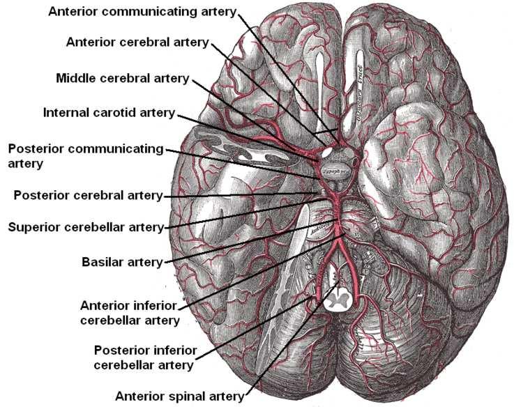 Obr. 2. Cévní zásobení mozku 1.2. Periferní nervový systém Periferní nervový systém je tvořen svazky nervových vláken. Rozdělují se na senzitivní a motorická vlákna periferního nervu.