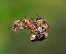 Umělé oplodnění Bereme včelám všechny zásoby medu a krmíme je invertním cukrem Pesticidy, řepka
