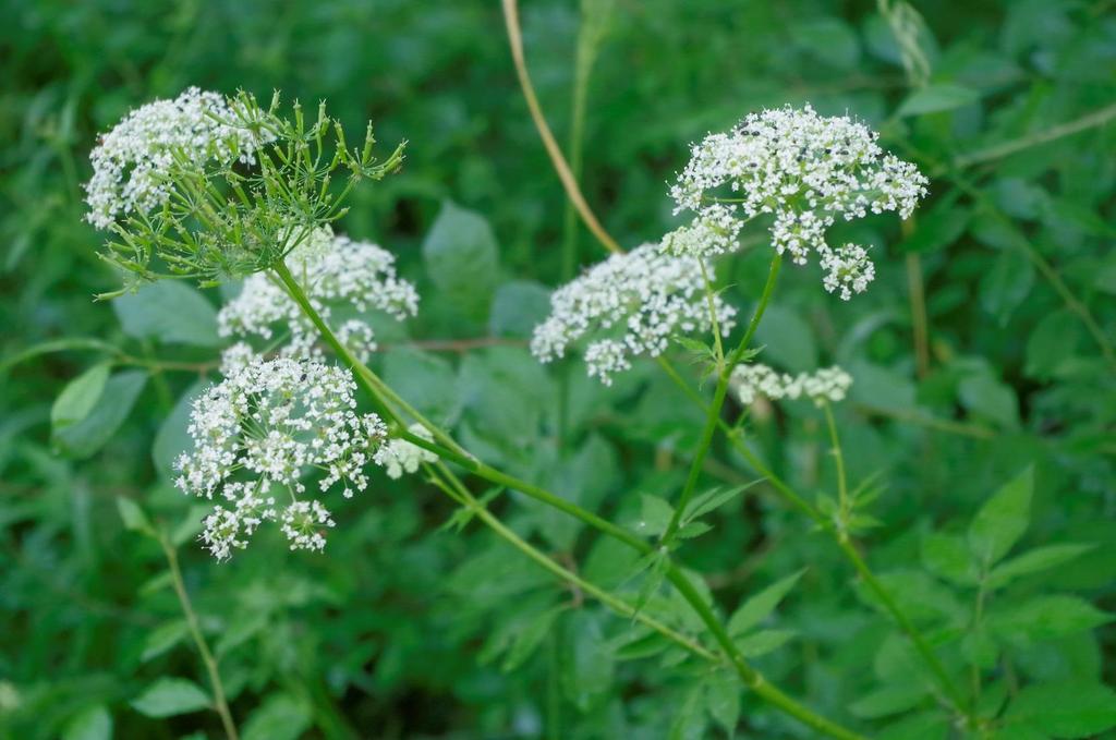 Bedrník anýz (Pimpinella