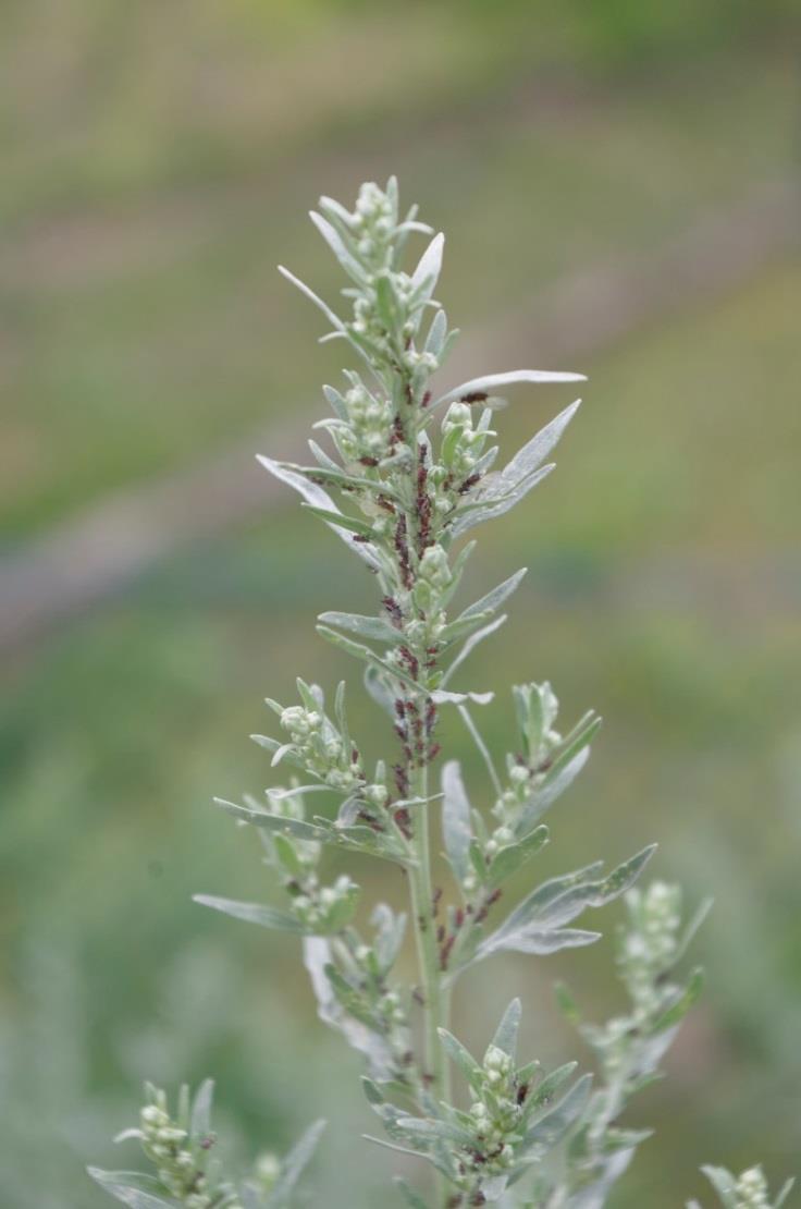 Pelyněk pravý (Artemisia absinthium) Rozšíření: Původem ze suchých oblastí nejen Evropy, ale i Asie a Afriky. U nás roste na skalách, okolo cest, na náspech a kamenitých stráních.