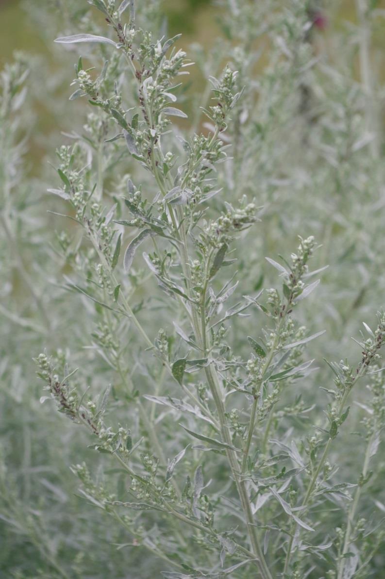 Pelyněk pravý (Artemisia absinthium) Obsahové látky: Silice Chamazulény Thujon (toxický) Kandiden Felandren Flavonoidy Třísloviny Absinthin Léčivá část: Nať Využití u zvířat: Do bylinných směsí pro