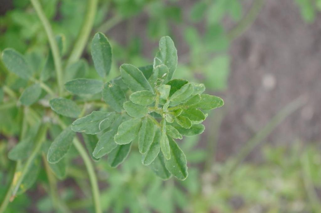 Pískavice řecké seno (Trigonella foenum-graecum) Povzbuzuje trávení, pomáhá při nadýmání a průjmech,