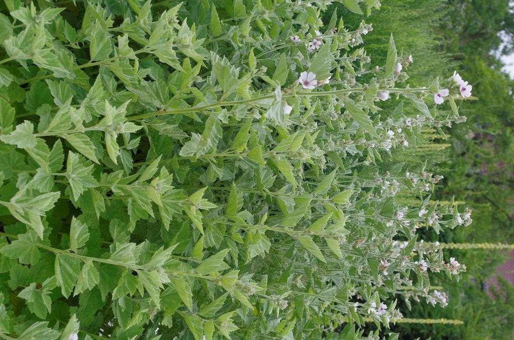 Proskurník lékařský (Althaea officinalis) Využívá se při chorobách plic a průdušek, močových cest a ledvin Uplatňuje se při chorobách trávicího ústrojí a těžkých průjmových