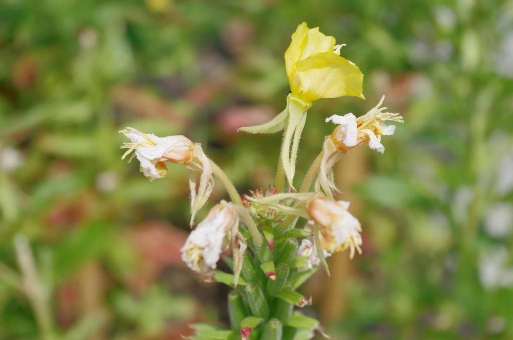 Pupalka dvouletá (Oenothera