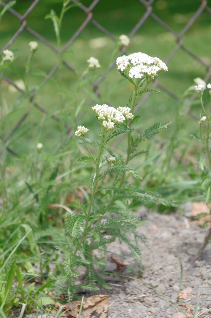 Řebříček obecný (Achillea millefolium) Rozšíření: Hojně rozšířen nejen po Evropě, ale také po Asii a Severní Americe. U nás roste často jako plevel v zahradách a polích, u lesů a cest.