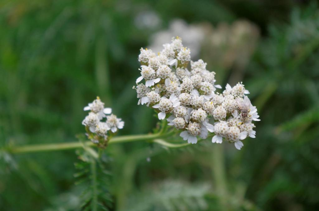 Řebříček obecný (Achillea