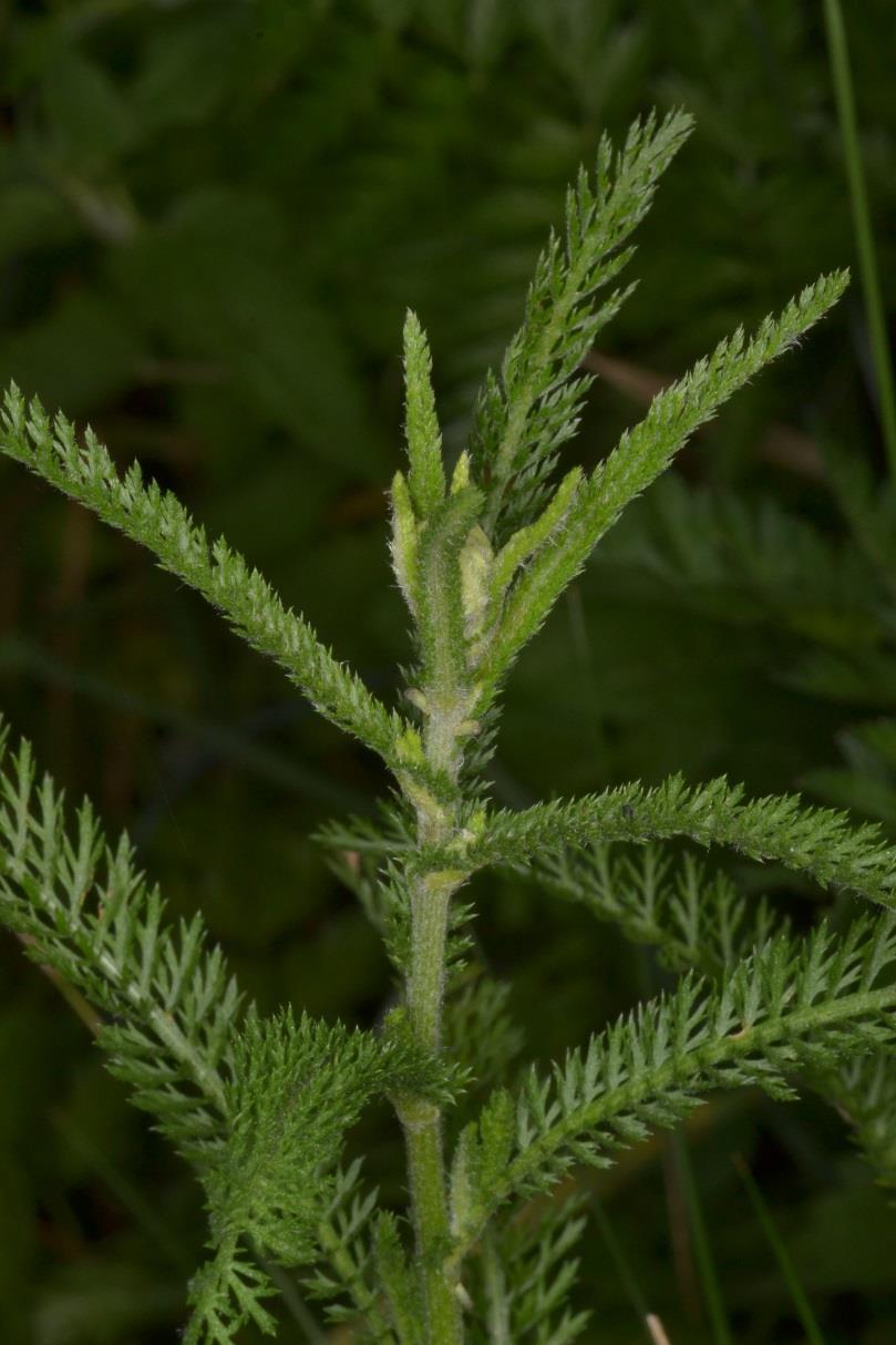 Řebříček obecný (Achillea millefolium) Obsahové látky: Silice Hořčiny Alkaloidy Flavonoidy Třísloviny Léčivá část: Nať Využití u zvířat: Používá se u koní k podpoře funkce ledvin a močového aparátu.