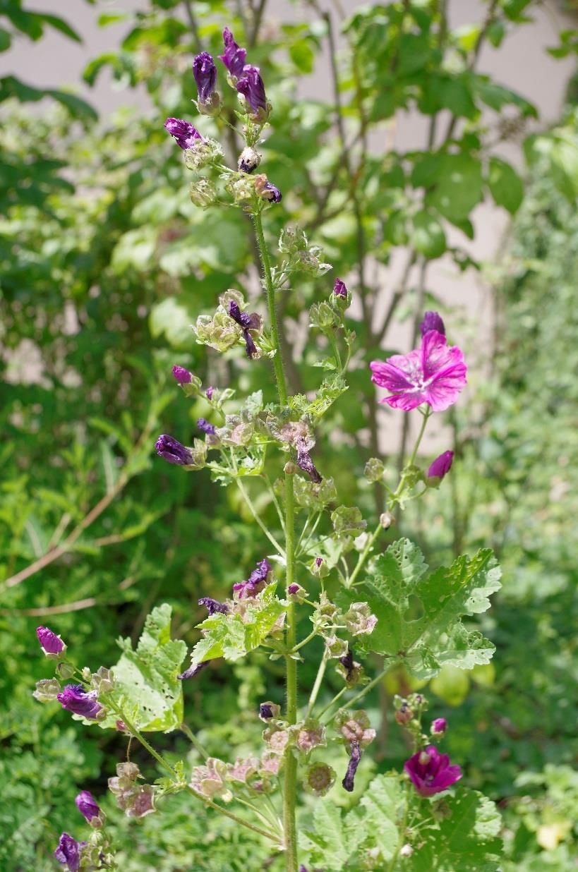 Sléz maurský (Malva mauritiana) Rozšíření: Je hojně rozšířen v celé Evropě. I nás roste na slunných místech, jako jsou louky, pastviny, kolem cest. Od nížin až do hor.