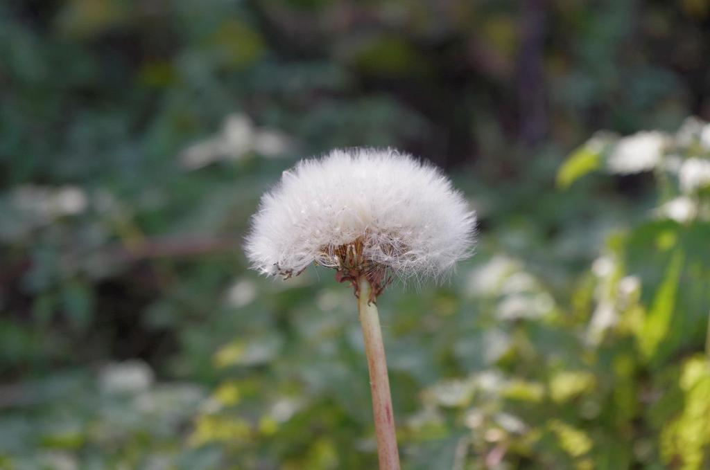 Smetánka lékařská (Taraxacum