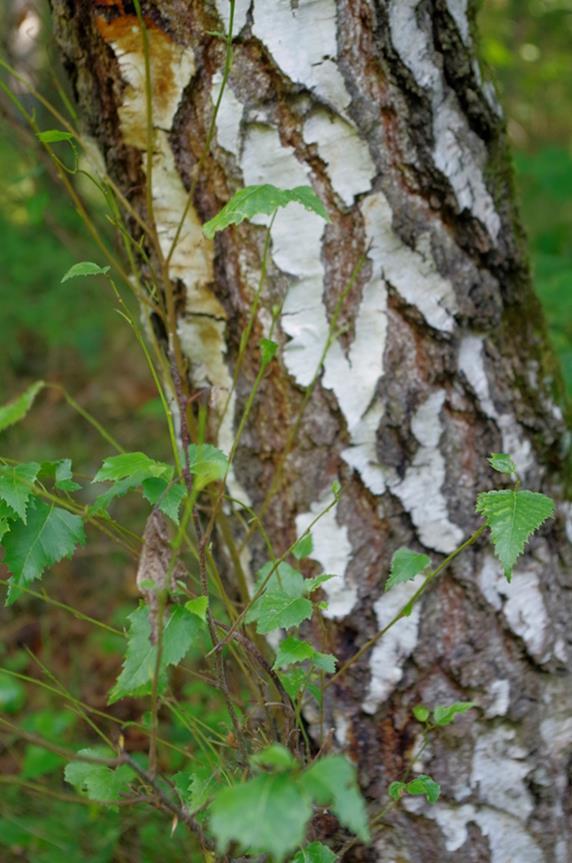 Bříza bělokorá (Betula pendula) Rozšíření: Vyskytuje se téměř po celé Evropě, zasahuje až na Sibiř. U nás roste na mýtinách, pastvinách a jiných volných plochách.