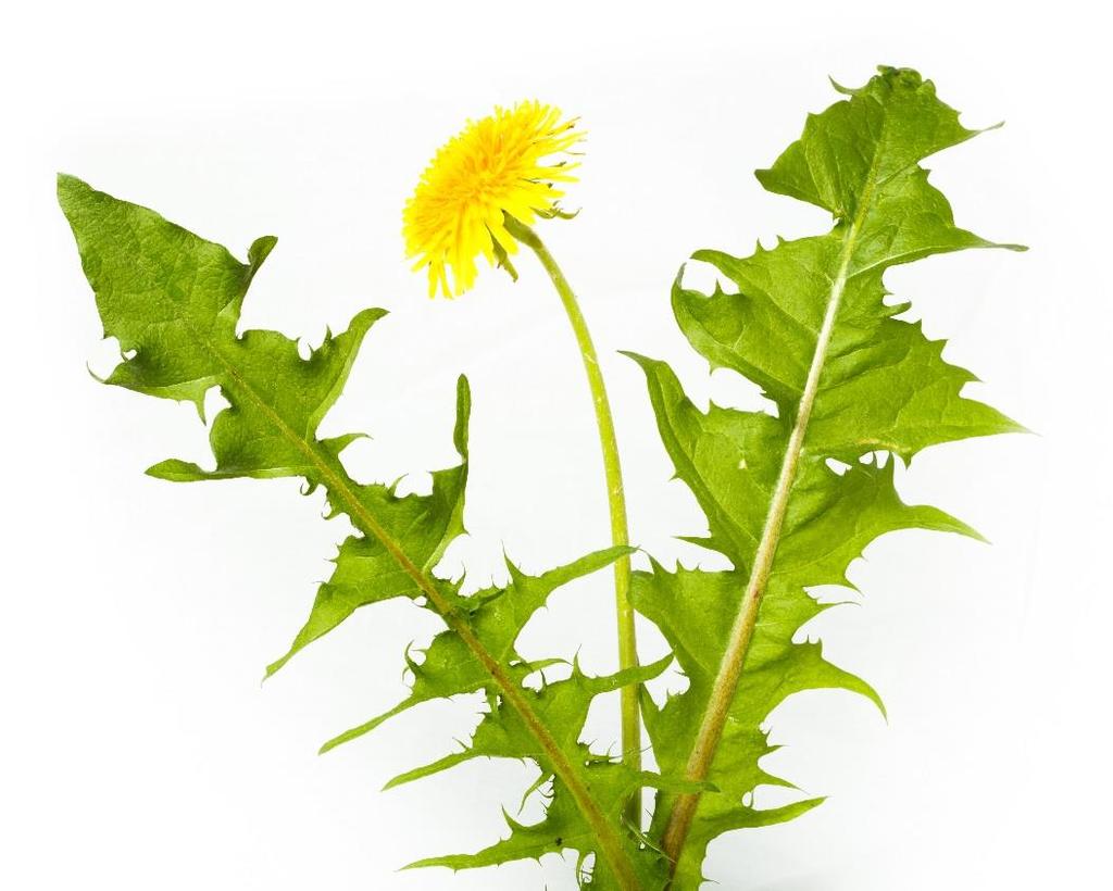 Smetánka lékařská (Taraxacum officinale) Obsahové látky: Inulin Hořčiny Třísloviny Fytoncidy Léčivá část: Kořen List Využití u zvířat: Užívá se u koní na detoxikaci.