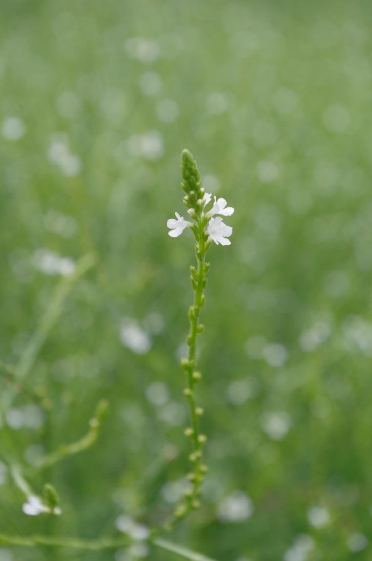 officinalis) Zdroj: