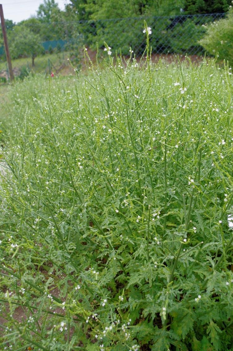 Sporýš lékařský (Verbena officinalis) Obsahové látky: Glykosidy Flavonoidy Silice Saponiny Hořčiny Třísloviny Léčivá část: Nať Využití u zvířat: Do bylinných směsí pro koně ke zklidnění.