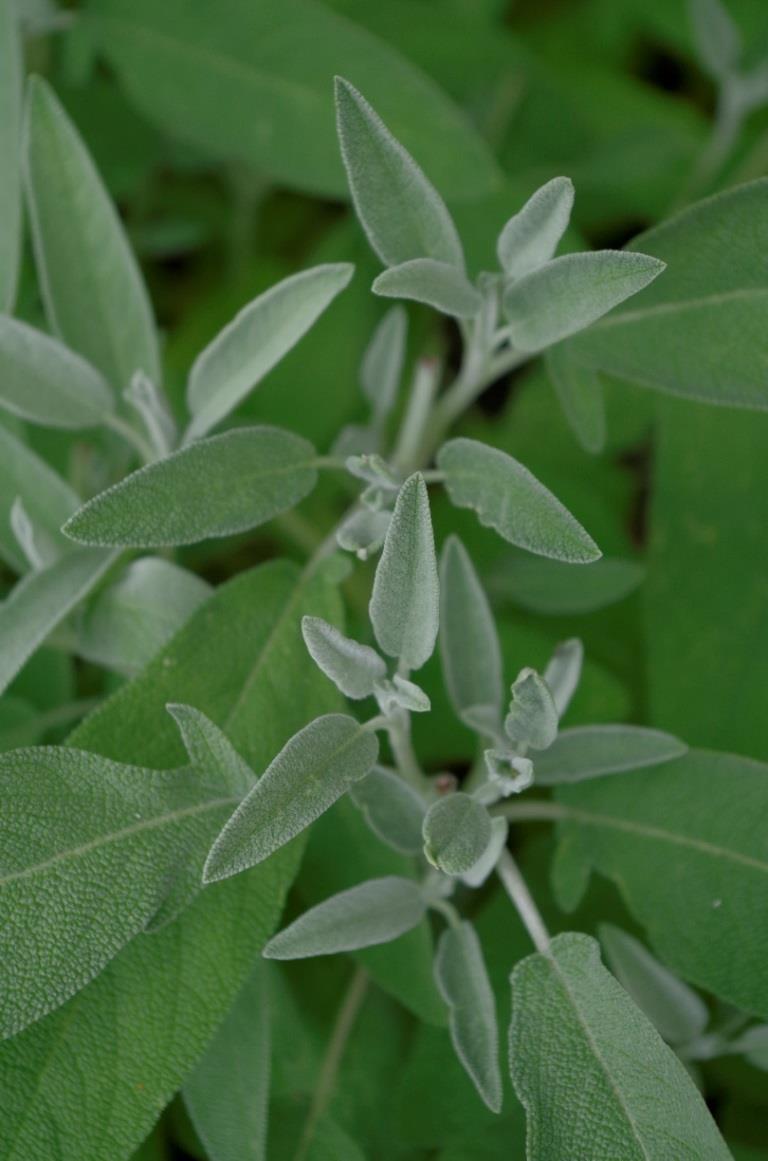 Šalvěj lékařská (Salvia officinalis) Obsahové látky: Silice (thujon a další) Třísloviny Saponiny HořčinyEstrogenní hormony Pryskyřice Vit.