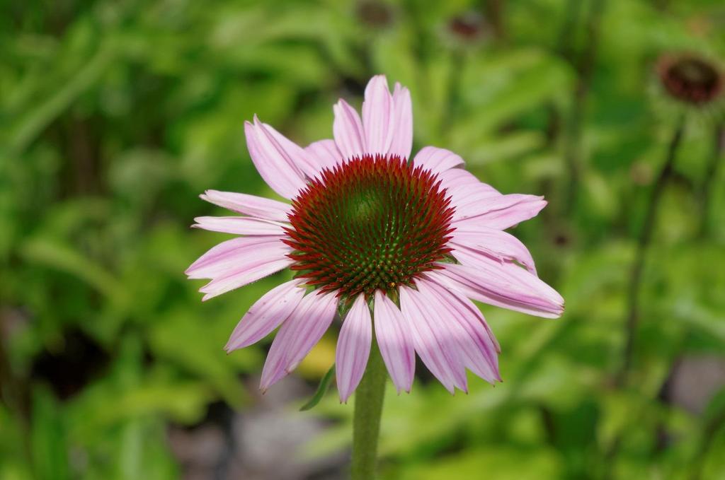 Třapatka nachová (Echinacea