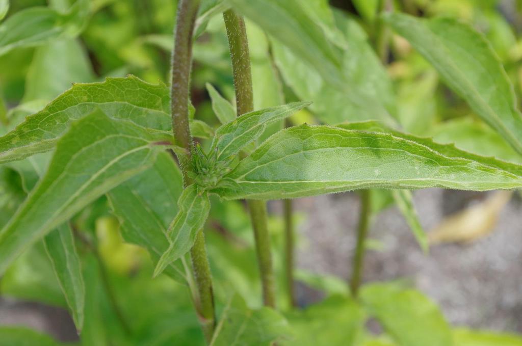 Třapatka nachová (Echinacea