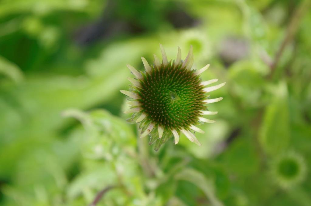 Třapatka nachová (Echinacea