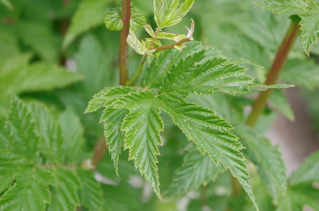 Tužebník jilmový (Filipendula ulmaria) Obsahové látky: Silice (kyselina salicylová) Glykosidy Třísloviny Flavonoidy Esenciální oleje Léčivá část: Květ Využití u zvířat: Užívá se na artrózu u koní,