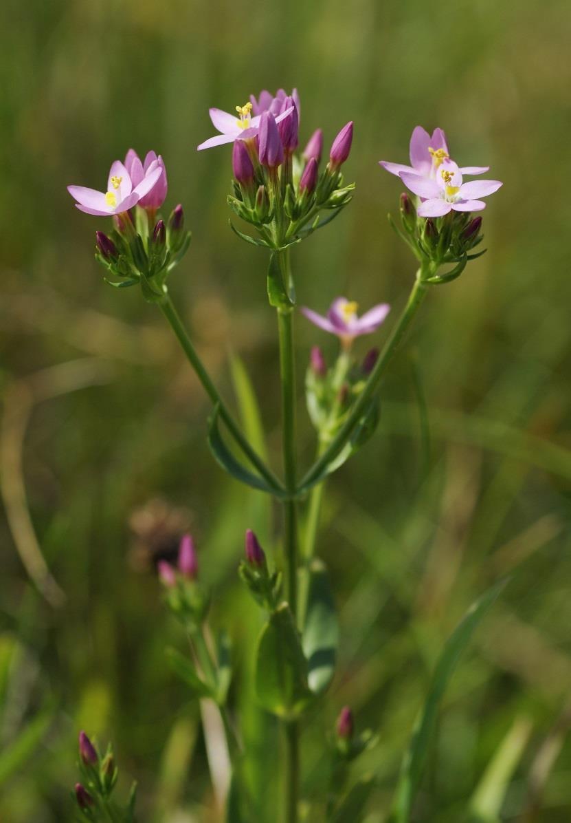 Zeměžluč okolíkatá (Centaurium erythraea) Obsahové látky: Hořčiny Glykosidy Flovony Silice Léčivá část: Nať Využití u zvířat: Do