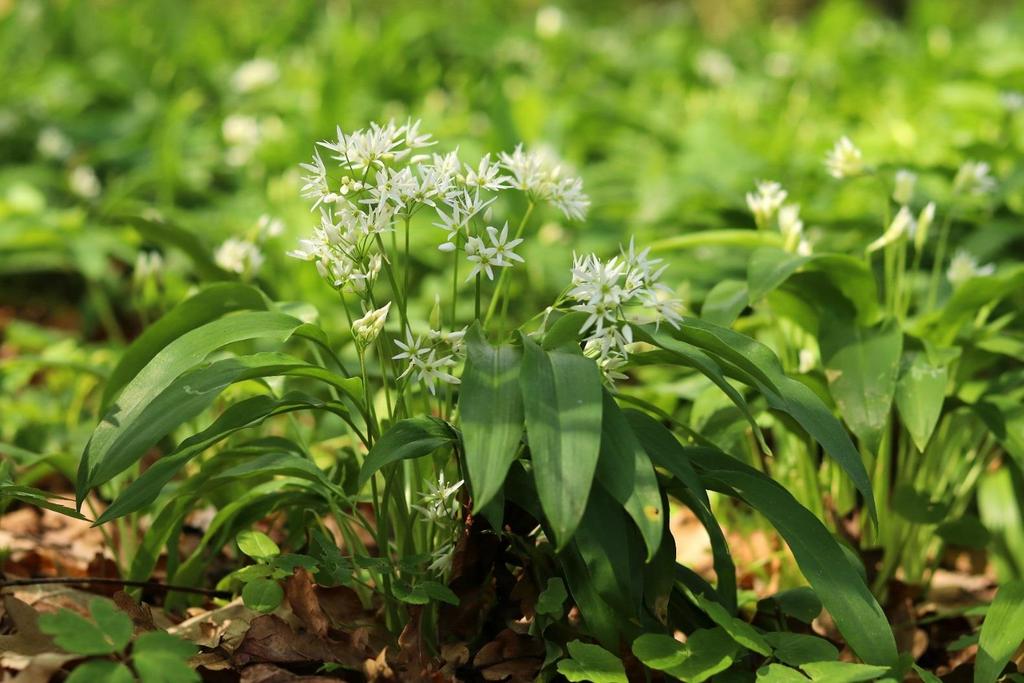 Česnek medvědí (Allium