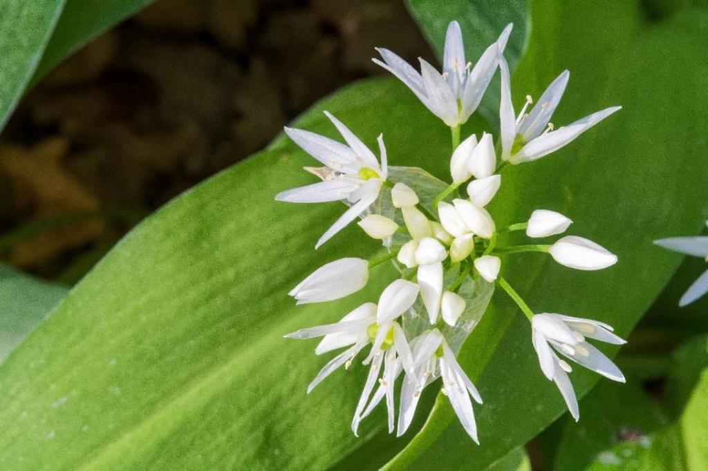 Česnek medvědí (Allium ursinum) Obsahové látky: Silice Čpavek Vit. C Fytoncidy Hořčiny Léčivá část: Cibule Využití u zvířat: Užívá se pro koně na zlepšení funkce srdeční činnosti.