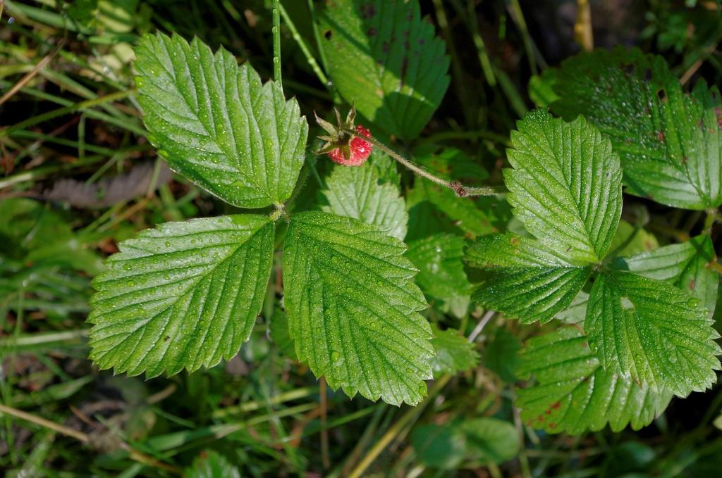 Jahodník obecný (Fragaria