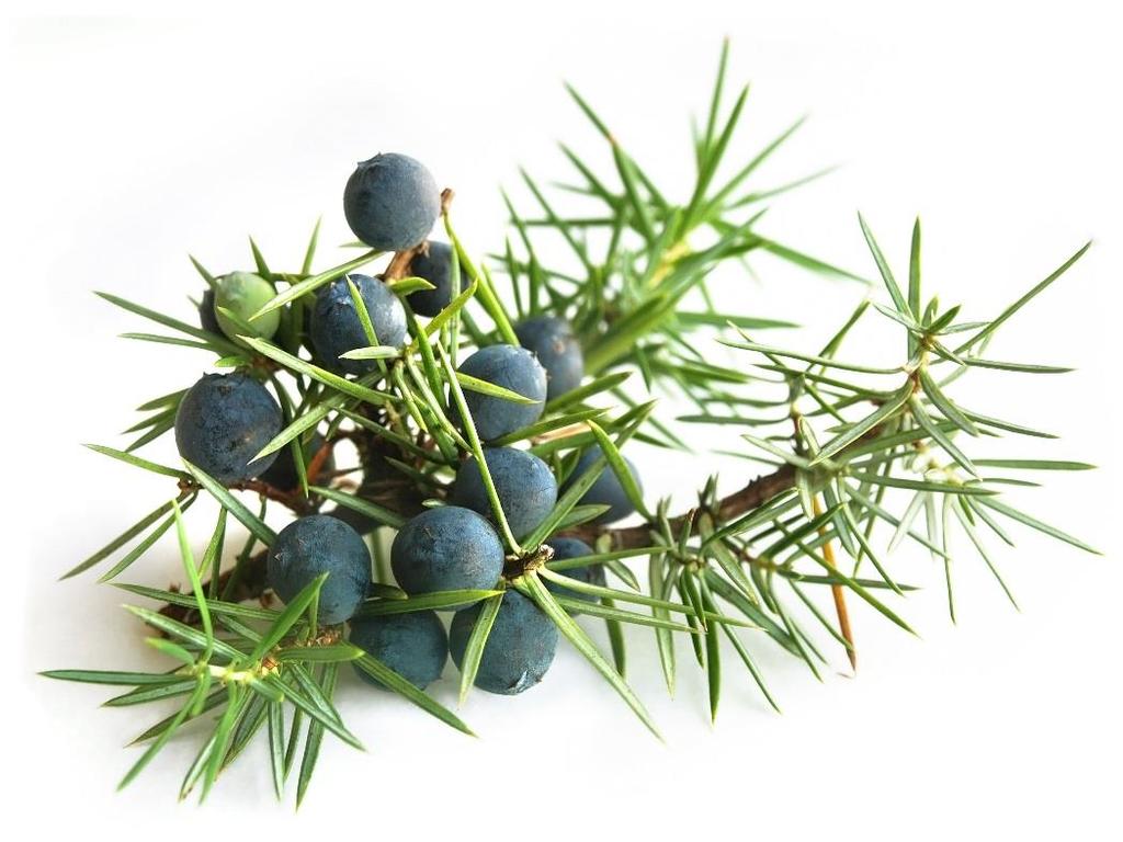 Jalovec obecný (Juniperus communis) Obsahové látky: Flavonoidy Třísloviny Silice Kyseliny Léčivá část: Plod Sklizeň a úprava po