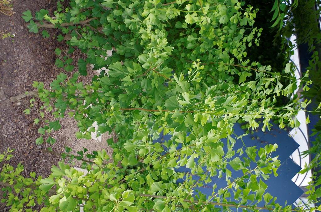 Jinan dvoulaločný (Ginko biloba) Místo původu: Jihovýchodní Čína Popis: dvoudomý opadavý strom, hluboce vykrojené listy samčí rostliny tvoří šišticovité útvary podobné jehnědám, samičí rostliny tvoří