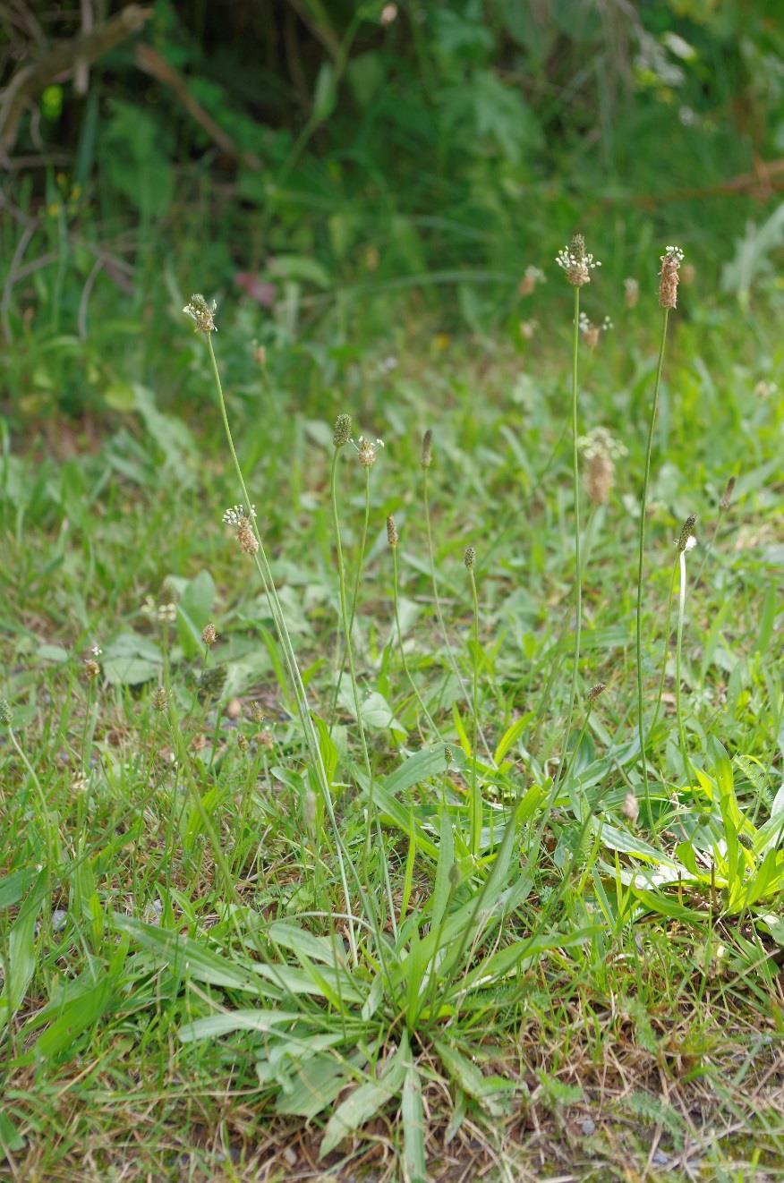 Jitrocel kopinatý (Plantago lanceolata) Rozšíření: Není náročný na polohu ani podnebí. Suchomilná rostlina, pastvy středních a nižších poloh.