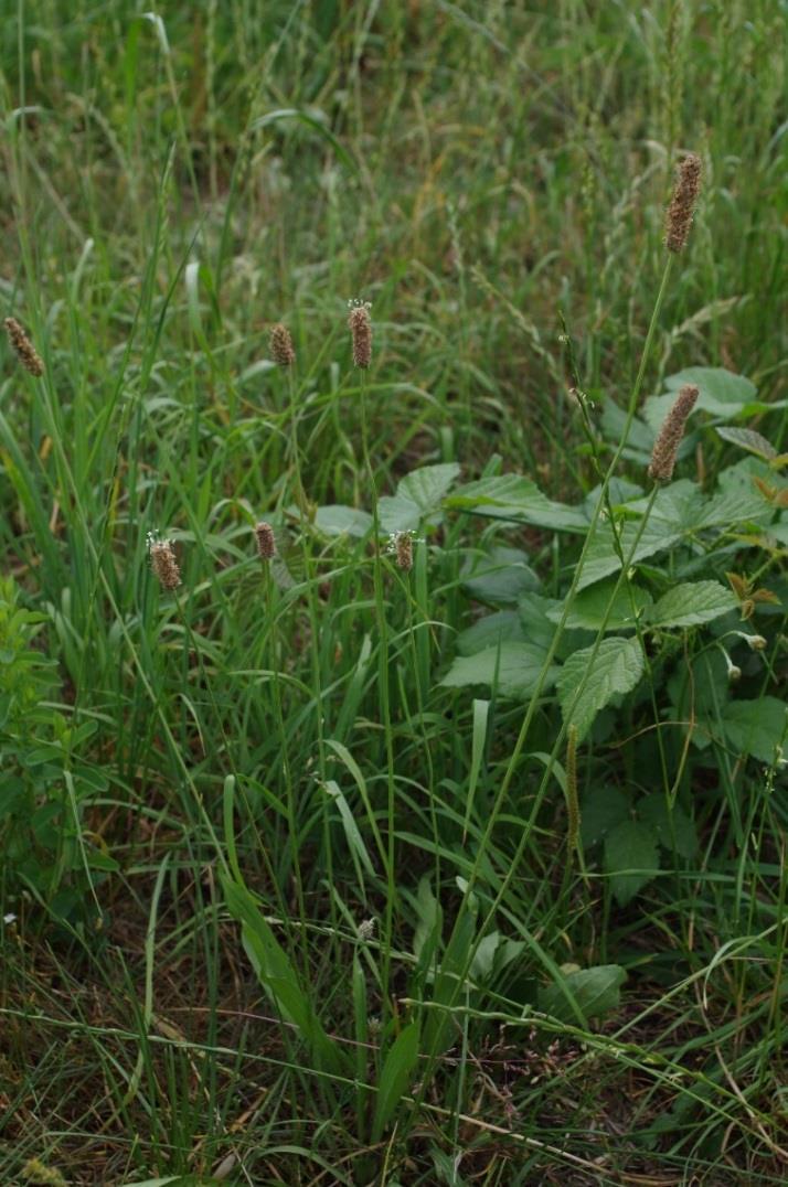 Jitrocel kopinatý (Plantago lanceolata) Použití: Jitrocel se používá při nemocích dýchycích cest jako je kašel, astma, záněty průdušek, zápal plic. Při poruše trávení, žaludeční vředy, záněty střev.