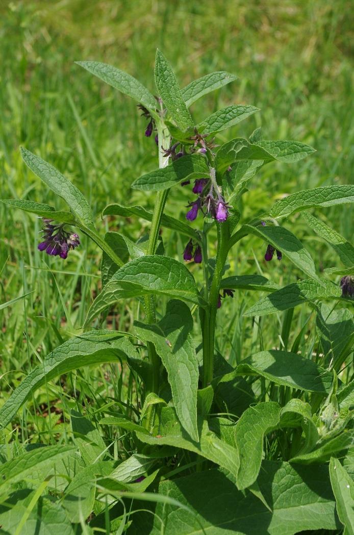 Kostival lékařský (Symphytum officinale) Rozšíření: Jedná se o Eurasijský druh. U nás je hojně rozšířen. Roste kolem vodních zdrojů a na okrajích lesů.