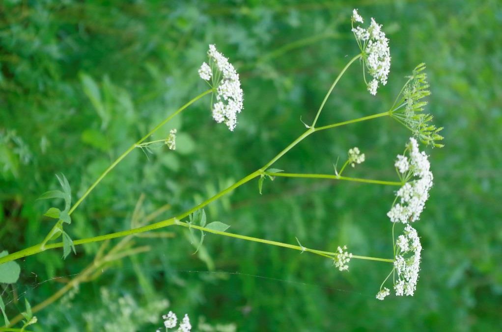 Bedrník anýz (Pimpinella anisum) Rozšíření: Vyskytuje se po celé Evropě. Vhodná jsou slunná místa, která jsou chráněná proti větru. Půdy s dostatkem vápníku, písčitohlinité.