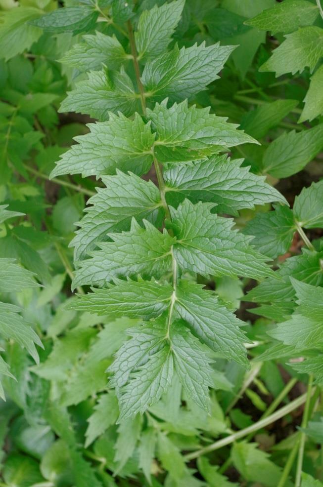 Kozlík lékařský (Valeriana officinalis) Obsahové látky: Silice Třísloviny Alkaloidy Kyselina valerová Monoterpeny Léčivá část: Kořen Využití u zvířat: Sklizeň a úprava po sklizni: Sklizeň volíme tak,