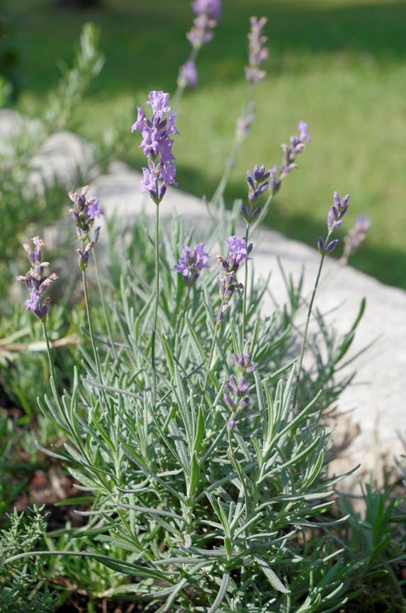 Levandule lékařská (Lavandula angustifolia) Rozšíření: Původní výskyt je západní Středomoří, ale rozšíříla se do celého Středomoří a na různá místa Evropy. Roste na výslunných kamenných svazcích.